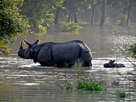 Launched in 1984, the Rhino Translocation project aims to revive the critically low rhino populations in India.