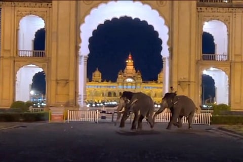 Dasara elephants Dhananjay and Kanjan create panic at Mysuru Palace premises in Mysuru on Friday evening