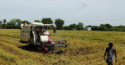 Kuruvai paddy being harvested in Palliagraharam near Thanjavur