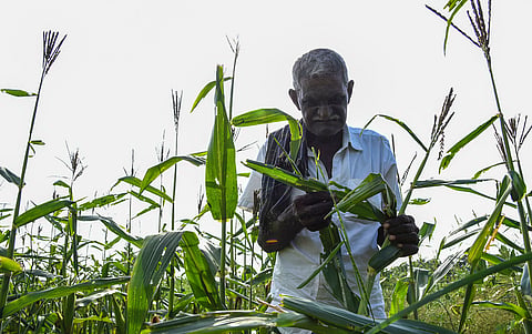 Maize cultivation