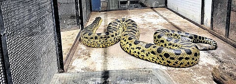 Green anaconda Dil.