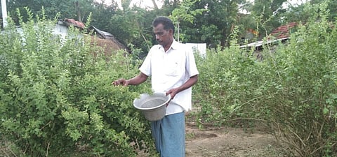 A farmer plucking jasmine in Adhanur of Nagapattinam district ahead of Ayudha pooja