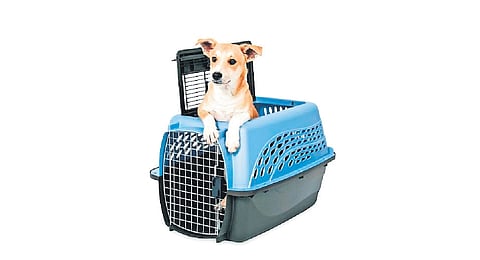 Rejoice pet parents! Fly to Kochi with your furry friend from November