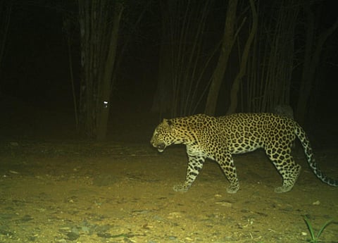 leopard