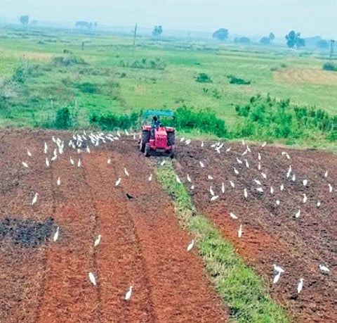 A farmer ploughing his farm field to raise groundnut crops