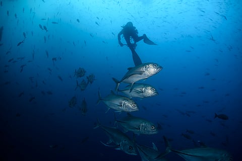 Pressure grows for countries to deliver on promised biodiversity targets at UN conference