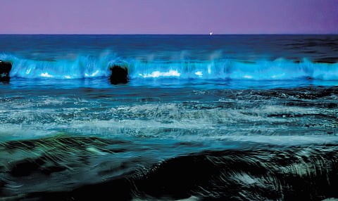 The sea was pitch black except for the moments when the waves formed, glowing with the bioluminescent microorganisms.