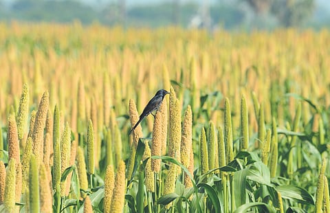 millet