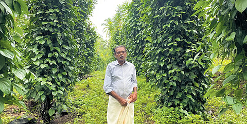 Sebastian Augustine at his farm at Bheemanady village, Kasaragod