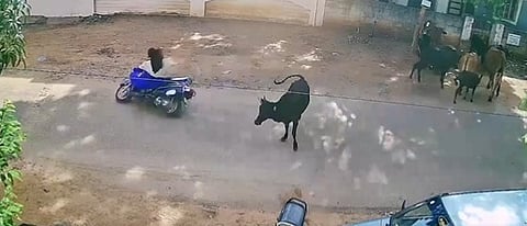Screengrab of the viral video which shows the victim severely injured after a stray cow unexpectedly hit her vehicle in Tirunelveli.