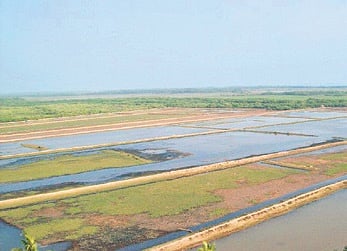 Prawn gheris near Bhitarkanika national park in Kendrapara