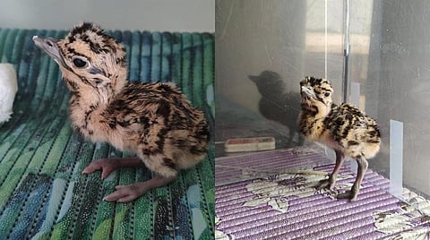 The great Indian bustard chick (Photo | Special arrangement)