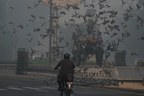 Pigeons fly in heavy smog in Lahore, Pakistan, Sunday, Nov. 3, 2024.