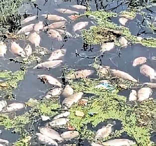 Fish kill at Rampura Lake