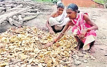 File photo of women drying mango kernels at a village in Kandhamal
