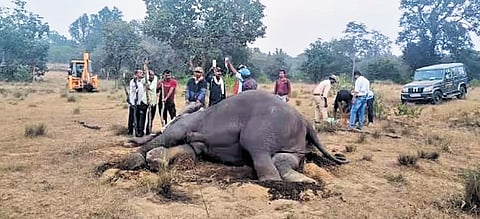 Elephant found dead in MP’s Bandhavgarh Tiger Reserve