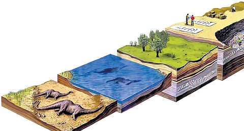 Four different stages in
fossilisation