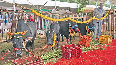 Dwarf cow breeds at the Krishi Mela 2024 at GKVK on Thursday