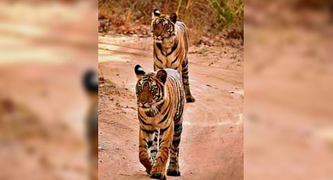 Pic | Sunil C G