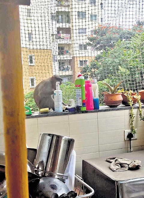 A monkey sits on the window sill of a house in Begur