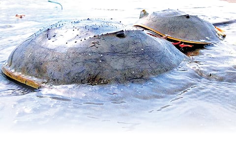 Horseshoe crabs
