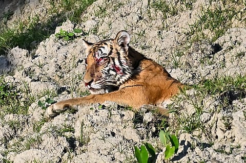 Nine arrested in Assam for attacking Royal Bengal tigress, leaving it nearly blind