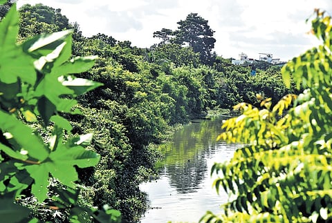 Overgrown trees along the banks of Cooum River in Chennai