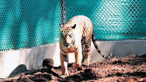 Tigress Zeenat
