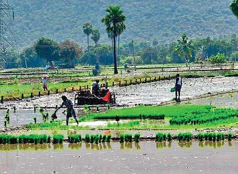 1 kg of paddy per 40-kg bag is deemed ‘wastage’ in purchase centres