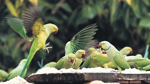 Kili chronicles