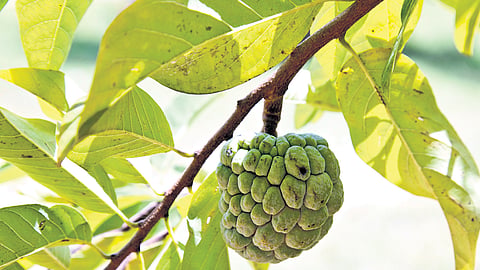 Many find its taste and consistency similar to custard, which earned it the familiar moniker ‘custard apple’.