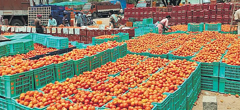 Madanapalle tomatoes