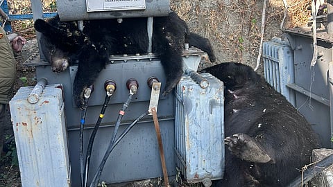 A bear and her cub found dead after being electrocuted by a transformer in Kedarnath
wildlife division.