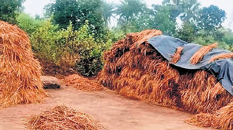 Harvested paddy crops exposed to rain in Sundargarh district