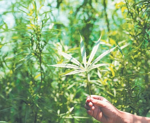 A BSF-backed operations to nab ganja ‘farmer’ in Maoist woods