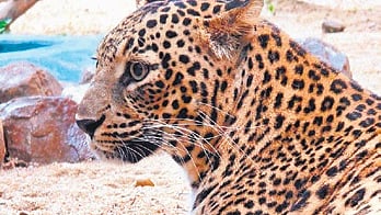 Rani, a seven-year-old female leopard of Sambalpur Zoo, died on Wednesday night while undergoing treatment for infection in the uterus.