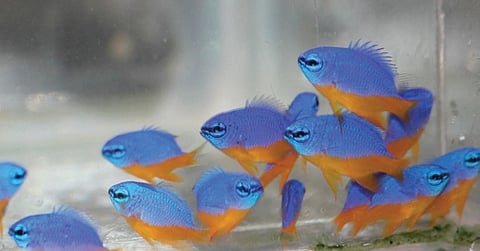 Azure damsel
