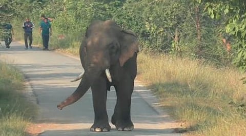 Elephant