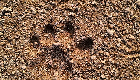Tiger pug marks