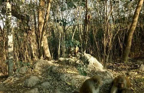 Nearly 1.30 lakh trees and plants are likely to be felled for the construction of the proposed 150-km-long Malwa Canal.