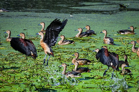 migratory birds