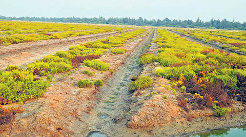 Mangrove plantation threatens wetlands in Bapatla district