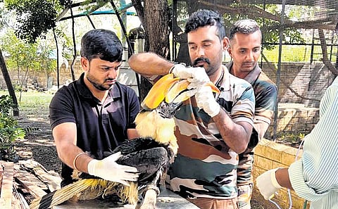Veterinarians at the Avian Recuperation Centre in Coimbatore handling a male great hornbill rescued from a pit in Madukkarai on Tuesday