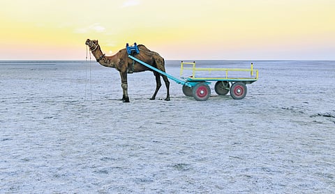 The White Rann