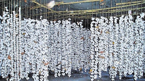 Tasar silk is gaining recognition for its natural colour and lustre, making it a sought-after and eco-friendly fabric.