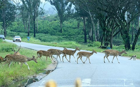 Bandipur Tiger Reserve