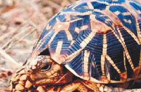 star tortoises