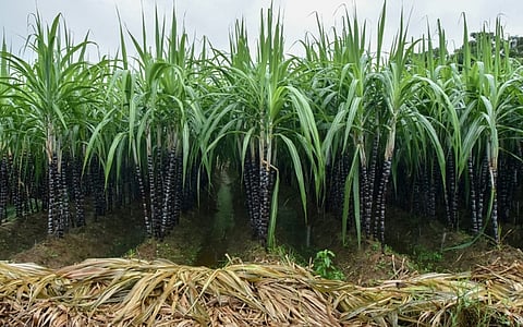 Once a key crop in Namakkal, farmers have been slowly shifting away from sugarcane to other profitable alternatives.