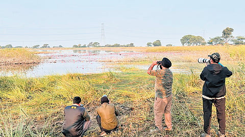 Birders