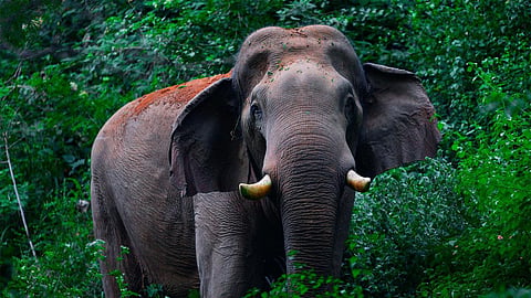 The young bull elephant, nicknamed 'Chillikomban,' is once again being subjected to cruel treatment, with firecrackers used directly on the gentle giant.